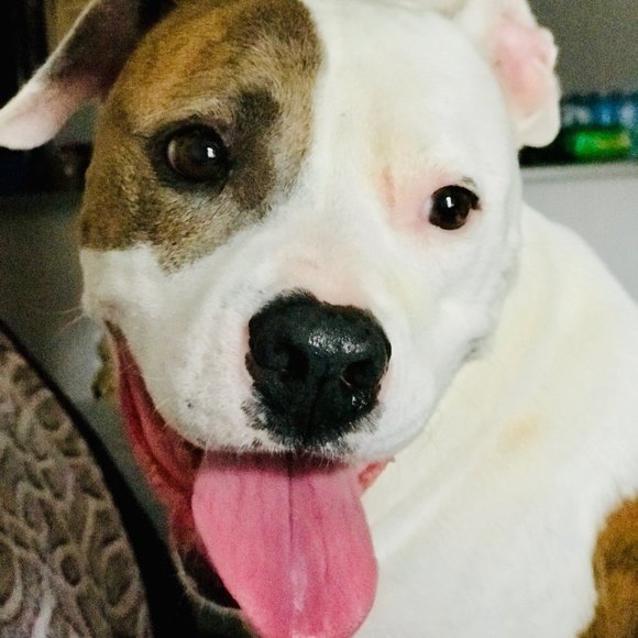 Meet your Posher, DeAnn - Picture 4 of 7